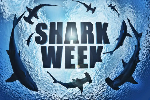 Students engaged in a reading comprehension activity about shark myths for Shark Week, with a shark illustration visible.
